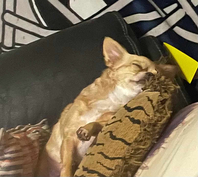 Tinker Bell joined the competition — help win amazing prizes! dog, sleeping, couch, pillow, indoor, cozy, relaxed, pet, fur, small_dog, resting, home, comfort, animal, cute, nap, furniture, brown, tan, soft