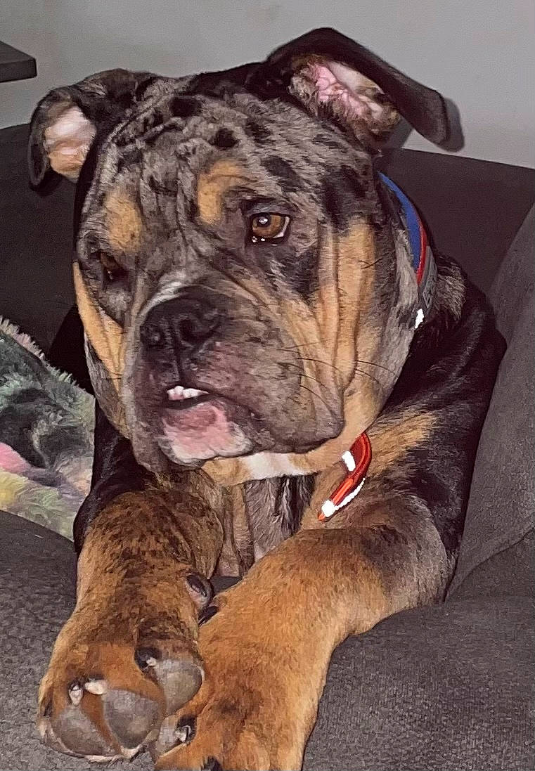Tank joined the competition — help win amazing prizes! ancient_dog_breeds, boxer, canidae, carnivore, collar, companion_dog, dog, dog_breed, dog_collar, fawn, giant_dog_breed, guard_dog, molosser, non_sporting_group, snout, sporting_group, whiskers, working_animal, working_dog, wrinkle