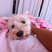 Lumiere is registered to the contest to win money with this photo: animal, bedroom, blanket, close_up, companion, cozy, curtains, cute, dog, domestic_animal, fluffy, human_arm, indoors, pet, pink_blanket, relaxed, resting, sleepy, soft_lighting, white_dog