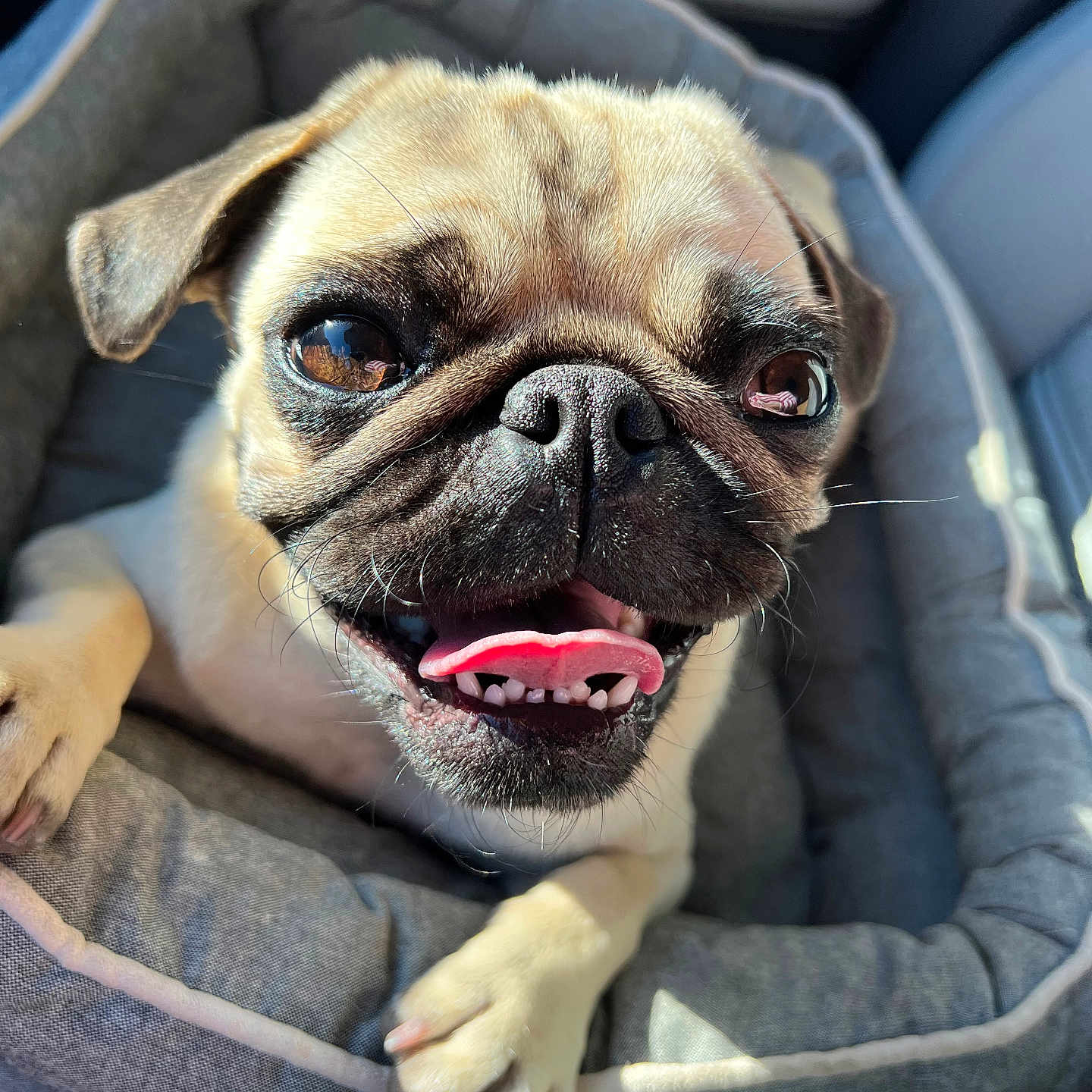 Buttons is registered to the contest to win money with this photo: animal, blanket, bodypart, bulldog, canine, dog, frenchbulldog, mouth, person, pet, pitbull, pug, puppy, snout, tongue