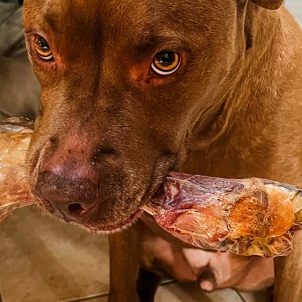 Browni a rejoint le concours — aidez-le/la à gagner de superbes lots ! animal, bone, brown, canine, chewing, close_up, companion, dog, domestic, ears, floor, fur, indoor, looking, mammal, mouth, paws, pet, snout, tile_floor