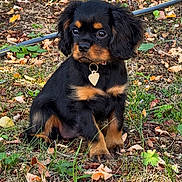 Bonnie participe au concours pour gagner de l'argent avec cette photo : puppy, dog, black_and_tan, sitting, outdoor, garden, fallen_leaves, autumn, grass, soil, heart_tag, collar, floppy_ears, brown_eyes, cute, pet, canine, portrait, natural_light, irrigation_hose