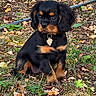 puppy, dog, black_and_tan, sitting, outdoor, garden, fallen_leaves, autumn, grass, soil, heart_tag, collar, floppy_ears, brown_eyes, cute, pet, canine, portrait, natural_light, irrigation_hose