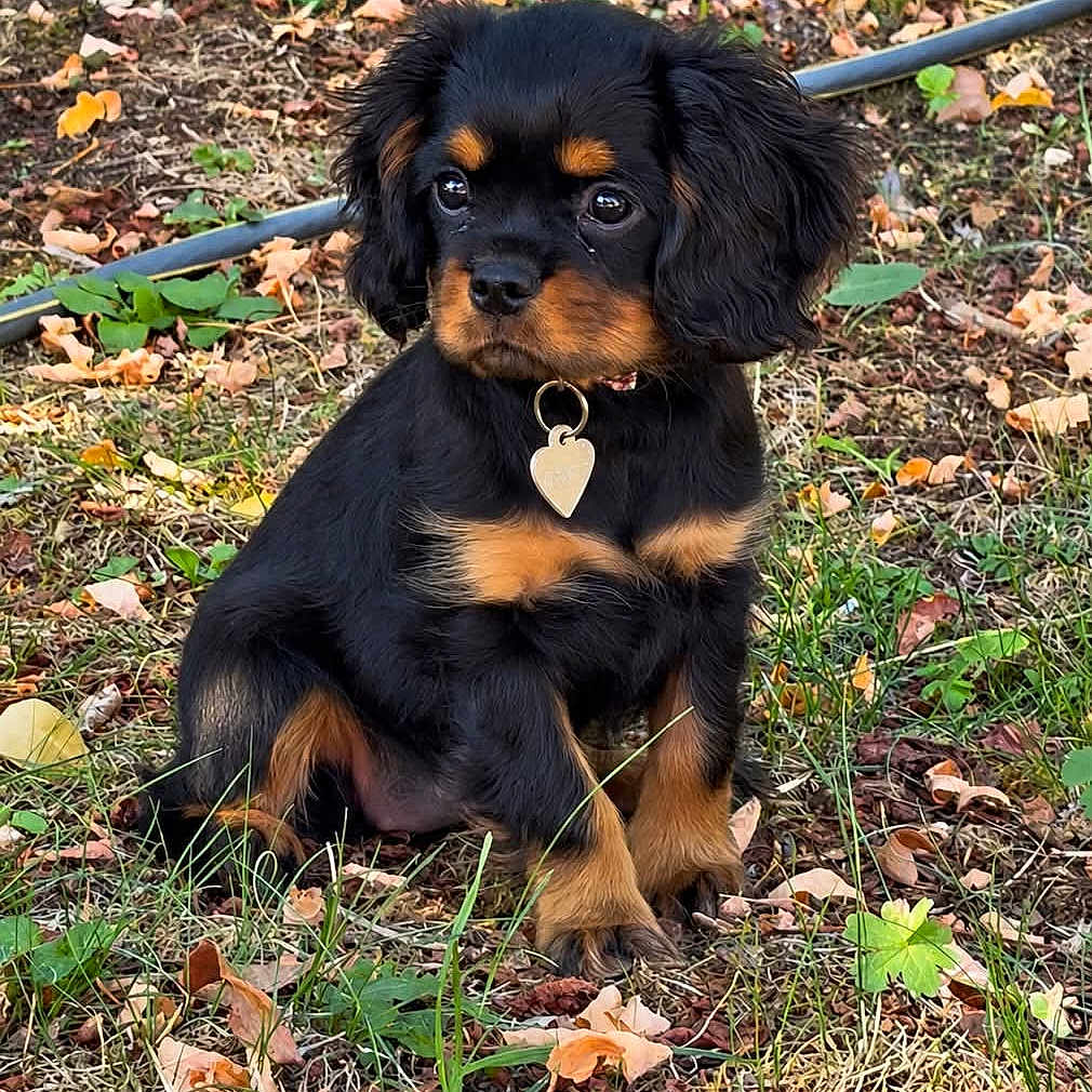 Bonnie