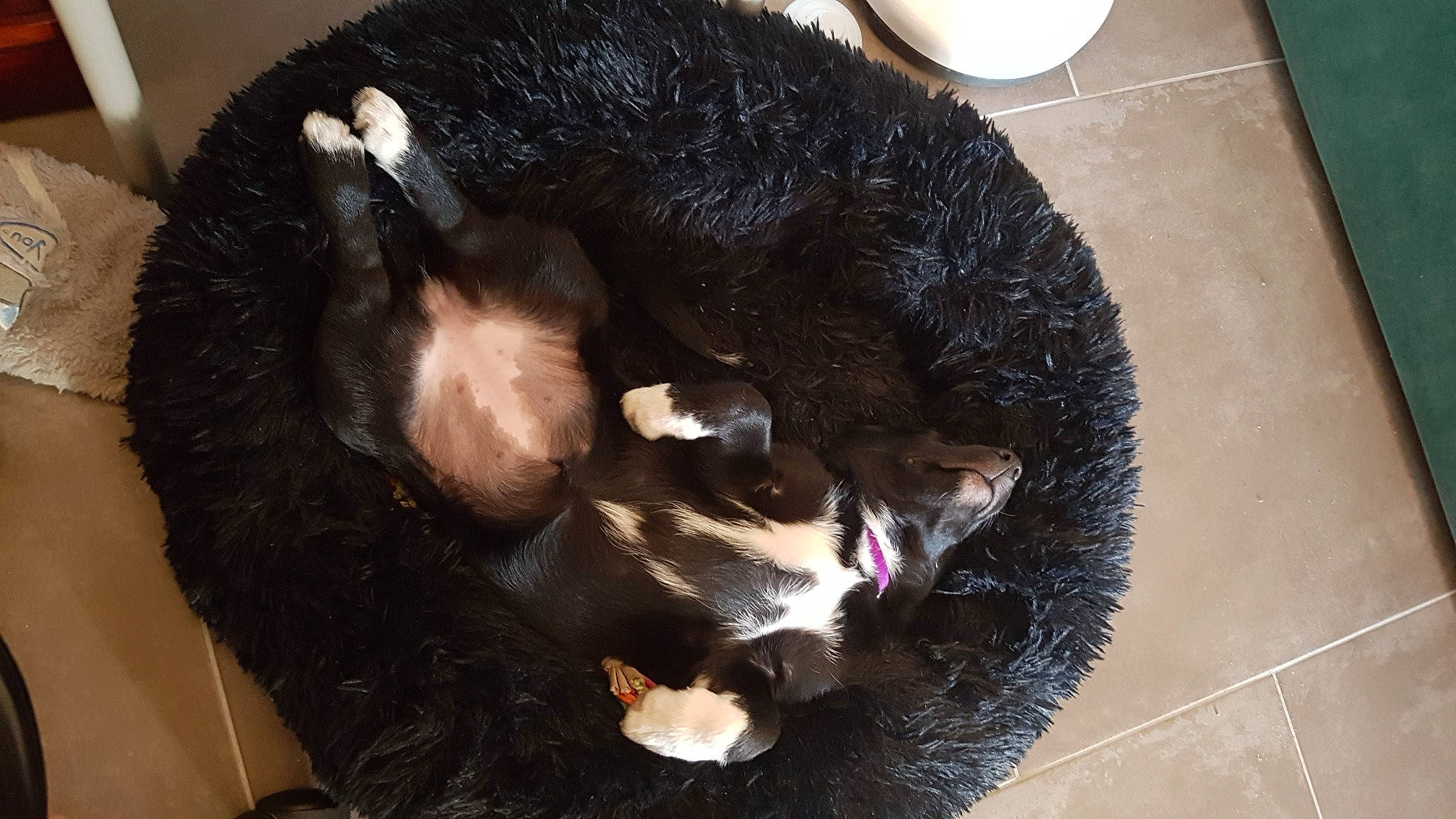 Roza participe au concours pour gagner de l'argent avec cette photo : carnivore, cat, cat_bed, claw, dog_breed, felidae, fur, home_accessories, nap, natural_material, paw, pet_supply, sleep, small_to_medium_sized_cats, tile, tongue, vertebrate