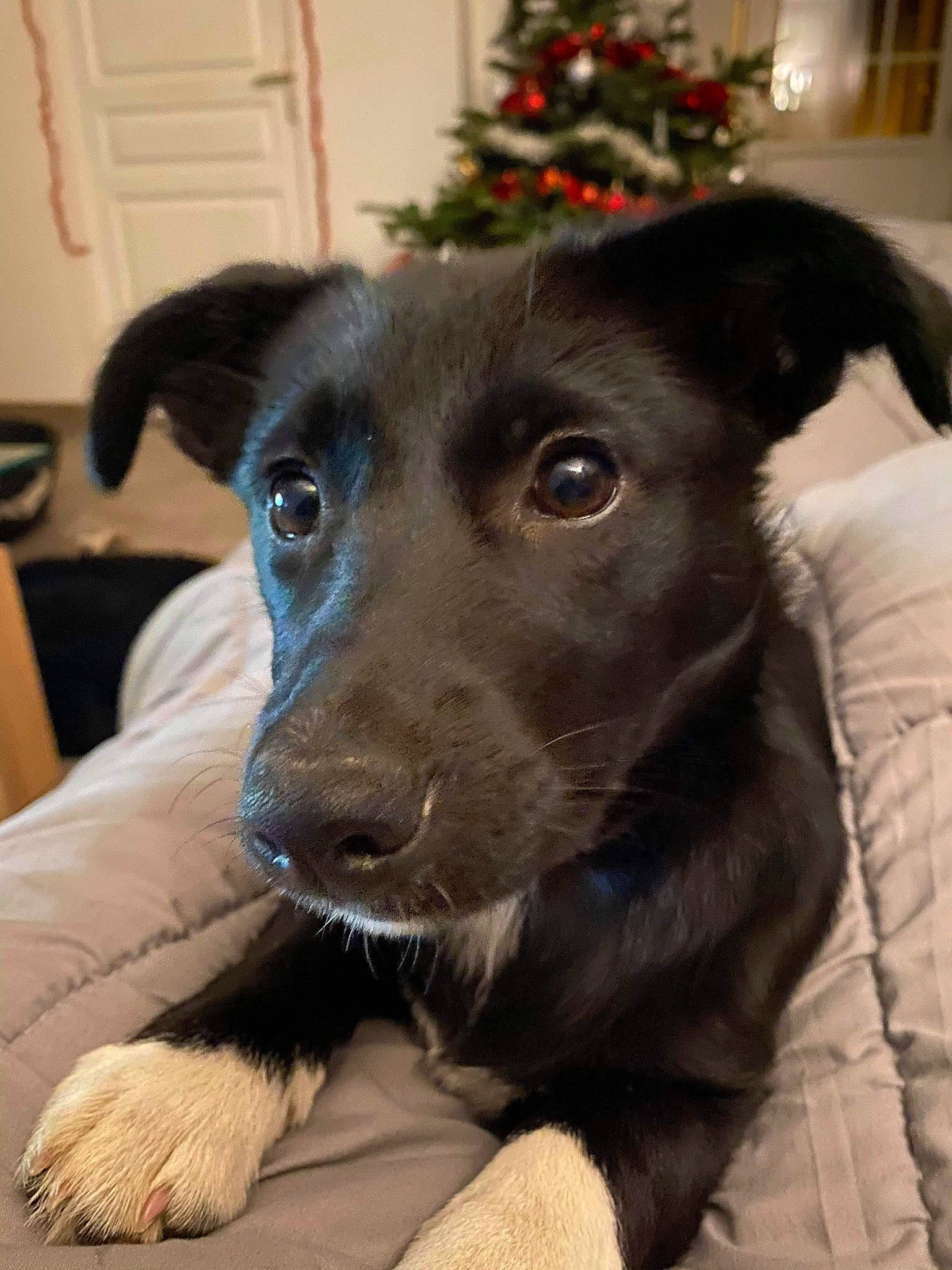 Roza participe au concours pour gagner de l'argent avec cette photo : canidae, carnivore, christmas_decoration, christmas_ornament, comfort, companion_dog, dog, dog_breed, door, fur, holiday_ornament, home, interior_design, mammal, pet_supply, snout, sporting_group, whiskers, working_animal