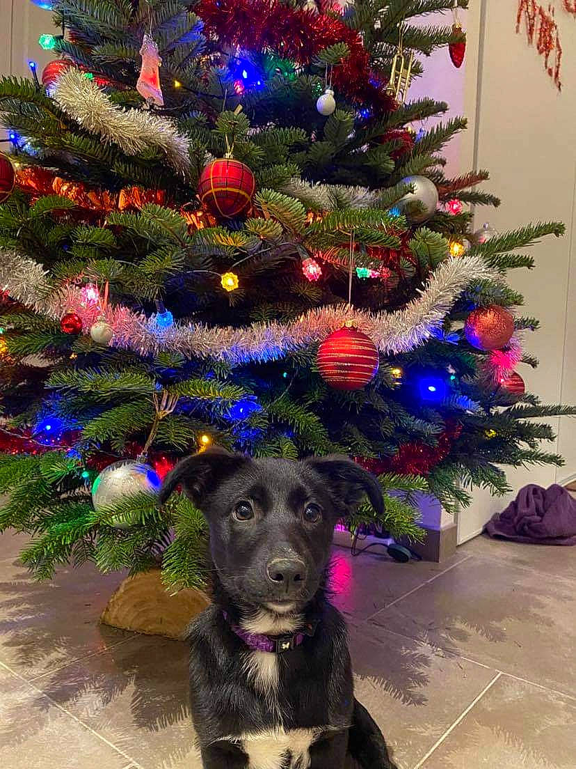 Roza a rejoint le concours — aidez-le/la à gagner de superbes lots ! canidae, carnivore, christmas, christmas_decoration, christmas_eve, christmas_ornament, christmas_tree, companion_dog, conifer, dog, dog_breed, fur, holiday, holiday_ornament, interior_design, ornament, pine_family, snout, sporting_group, working_animal