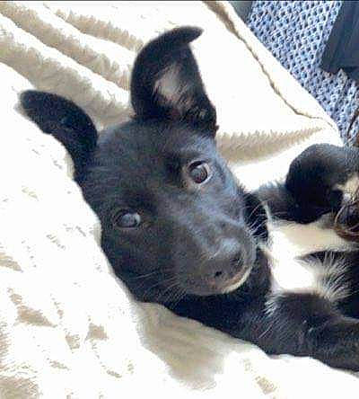 Roza participe au concours pour gagner de l'argent avec cette photo : black, black_norwegian_elkhound, canidae, carnivore, comfort, companion_dog, dog, dog_breed, formosan_mountain_dog, home_accessories, linens, mammal, monochrome_photography, pet_supply, snout, terrestrial_animal, vertebrate, whiskers, working_animal, working_dog