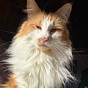 Reese participe au concours pour gagner de l'argent avec cette photo : cat, orange_cat, white_cat, fluffy, long_hair, fur, whiskers, portrait, close_up, animal, pet, indoors, dramatic_lighting, sunlight, looking_at_camera, green_eyes, pink_nose, ears, chest_fur, colorful_coat