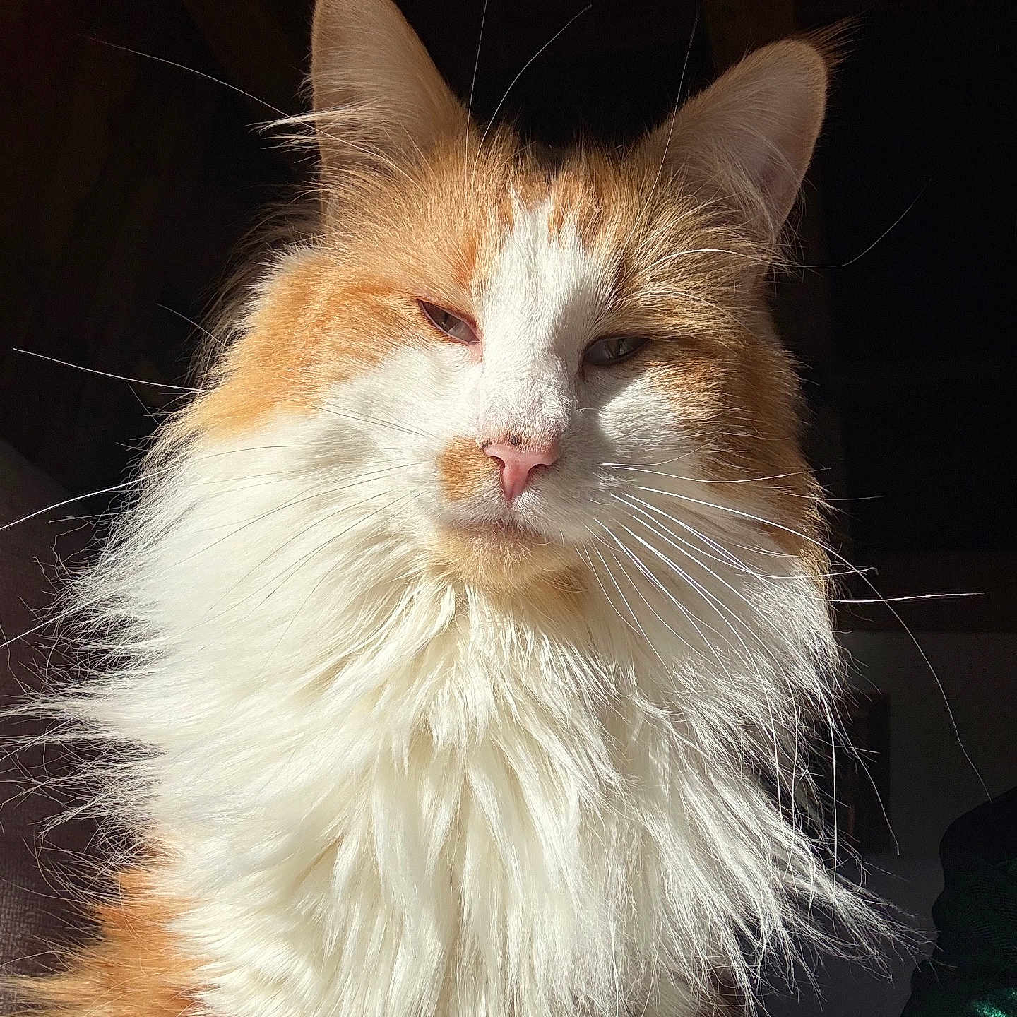 Reese participe au concours pour gagner de l'argent avec cette photo : cat, orange_cat, white_cat, fluffy, long_hair, fur, whiskers, portrait, close_up, animal, pet, indoors, dramatic_lighting, sunlight, looking_at_camera, green_eyes, pink_nose, ears, chest_fur, colorful_coat