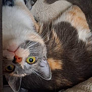 Artémis a rejoint le concours — aidez-le/la à gagner de superbes lots ! cat, feline, pet, calico, tortoiseshell, domestic_cat, yellow_eyes, fur, whiskers, ear, nose, blanket, bedding, fabric, indoor, closeup, portrait, upside_down, cozy, curious_gaze