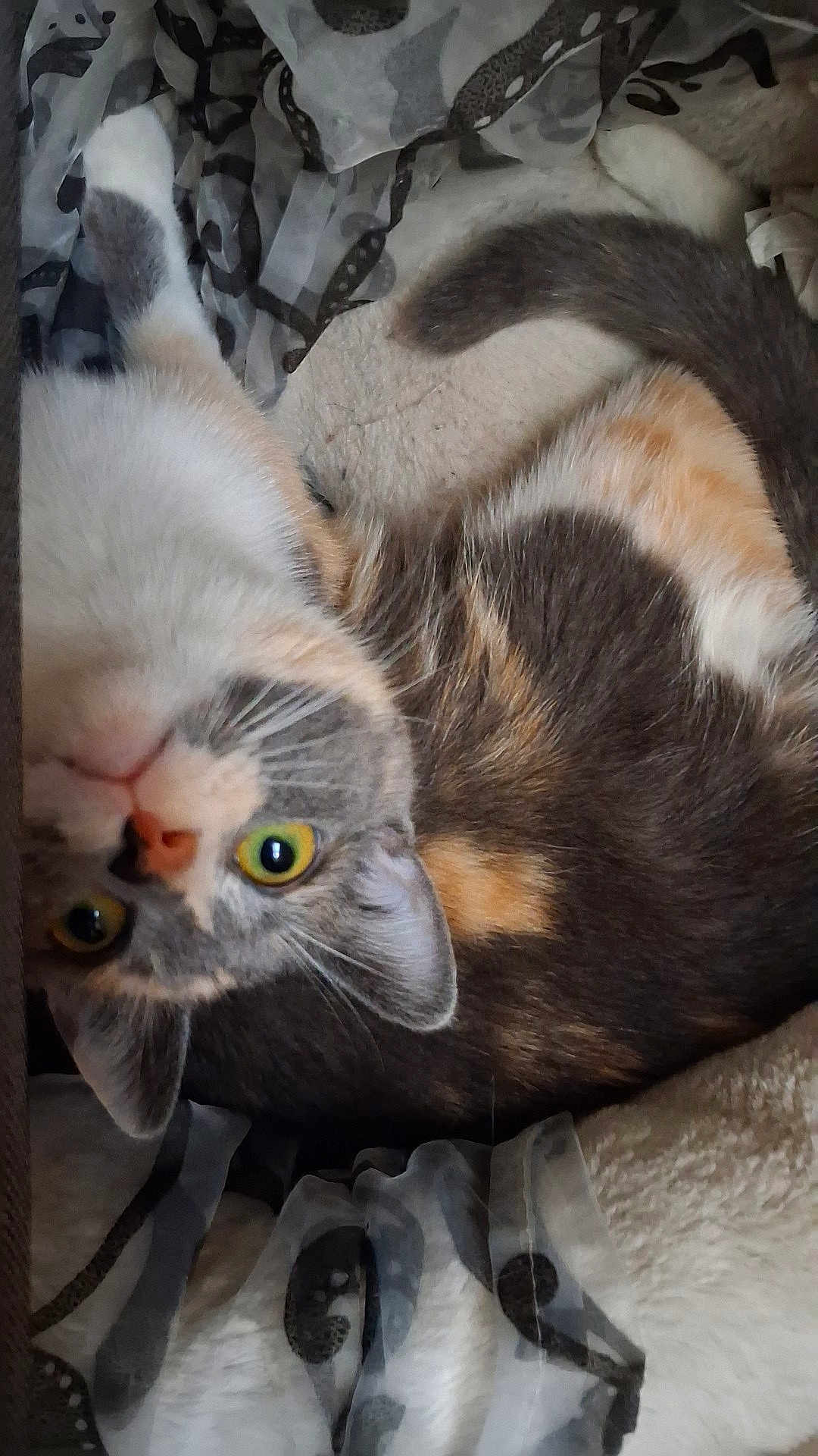 Artémis a rejoint le concours — aidez-le/la à gagner de superbes lots ! cat, feline, pet, calico, tortoiseshell, domestic_cat, yellow_eyes, fur, whiskers, ear, nose, blanket, bedding, fabric, indoor, closeup, portrait, upside_down, cozy, curious_gaze