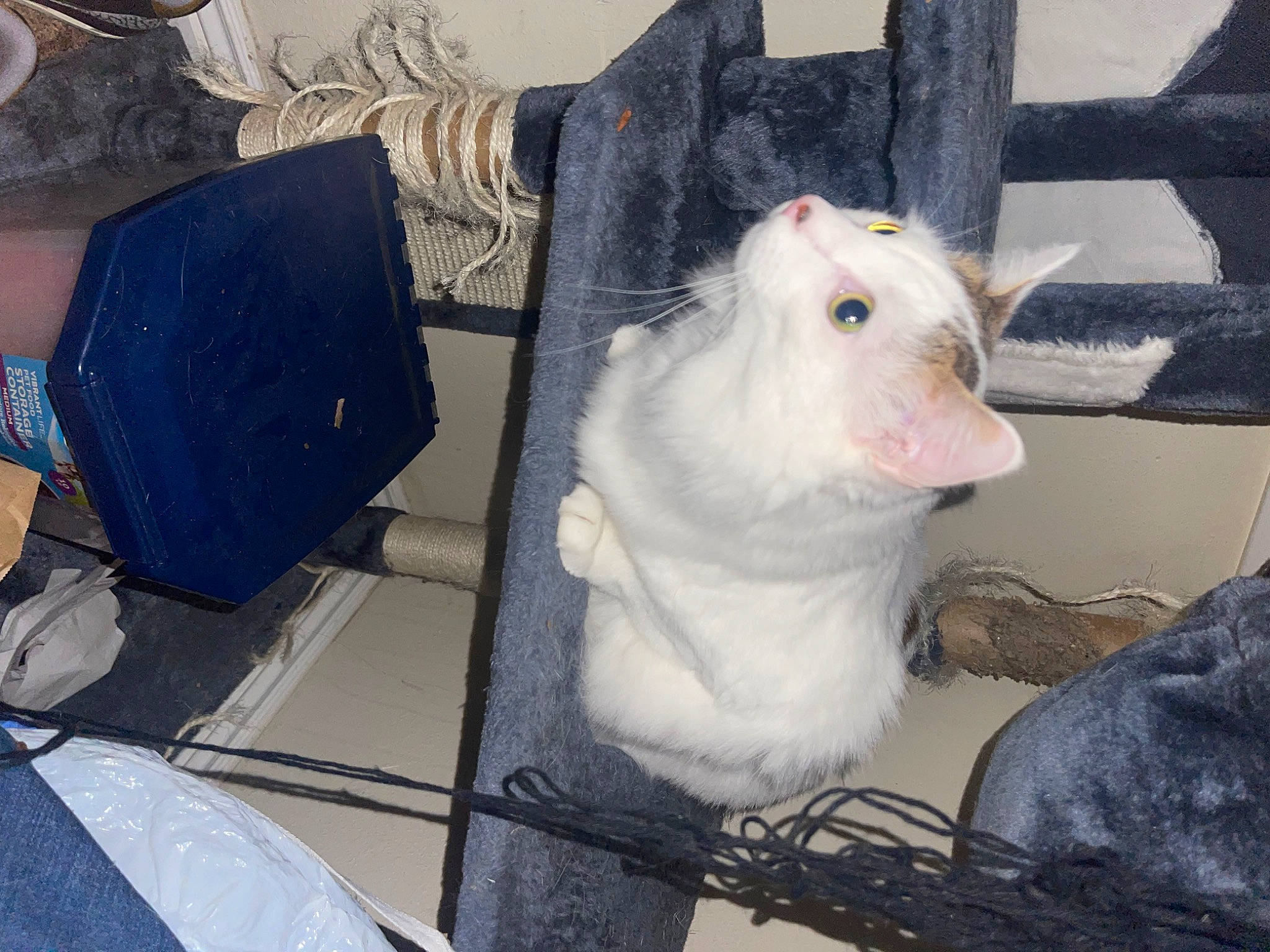 Pearl is registered to the contest to win money with this photo: canidae, cockatoo, companion_dog, dog_breed, domestic_rabbit, fawn, felidae, fur, goats, hare, livestock, marsupial, parrot, rabbit, rabbits_and_hares, rodent, small_to_medium_sized_cats, tail, terrestrial_animal, whiskers