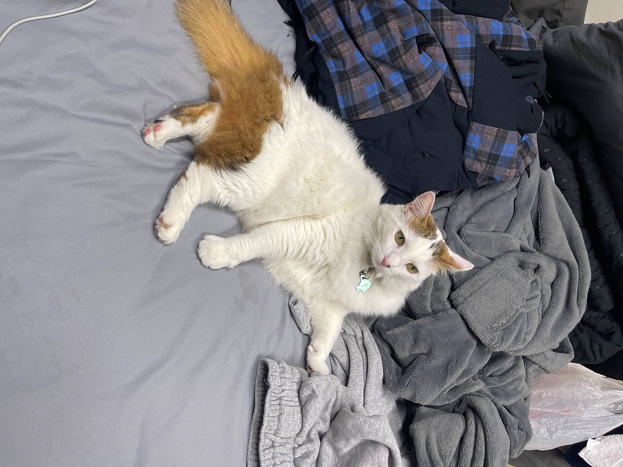 Pearl is registered to the contest to win money with this photo: canidae, carnivore, cat, claw, comfort, companion_dog, dog_breed, domestic_short_haired_cat, fawn, felidae, fur, gesture, lap, mammal, paw, small_to_medium_sized_cats, tail, tartan, textile, whiskers