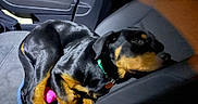 Xeniah is registered to the contest to win money with this photo: animal, black_dog, canine, car_interior, collar, companion, curled_up, dog, indoor, leather_seat, pet, pink_toy, relaxed, resting, seat, seatbelt, tan_dog, toy, travel, vehicle