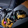 Xeniah is registered to the contest to win money with this photo: dog, car_interior, seat, black_dog, tan_dog, toy, pink_toy, collar, pet, canine, resting, curled_up, indoor, vehicle, leather_seat, seatbelt, relaxed, companion, travel, animal