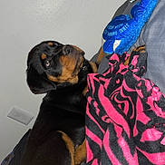 Xeniah joined the competition — help win amazing prizes! dog, puppy, rottweiler, blanket, plush_toy, bed, indoor, wall, electrical_outlet, black, brown, pink, blue, striped, animal, pet, cute, young, fur, resting