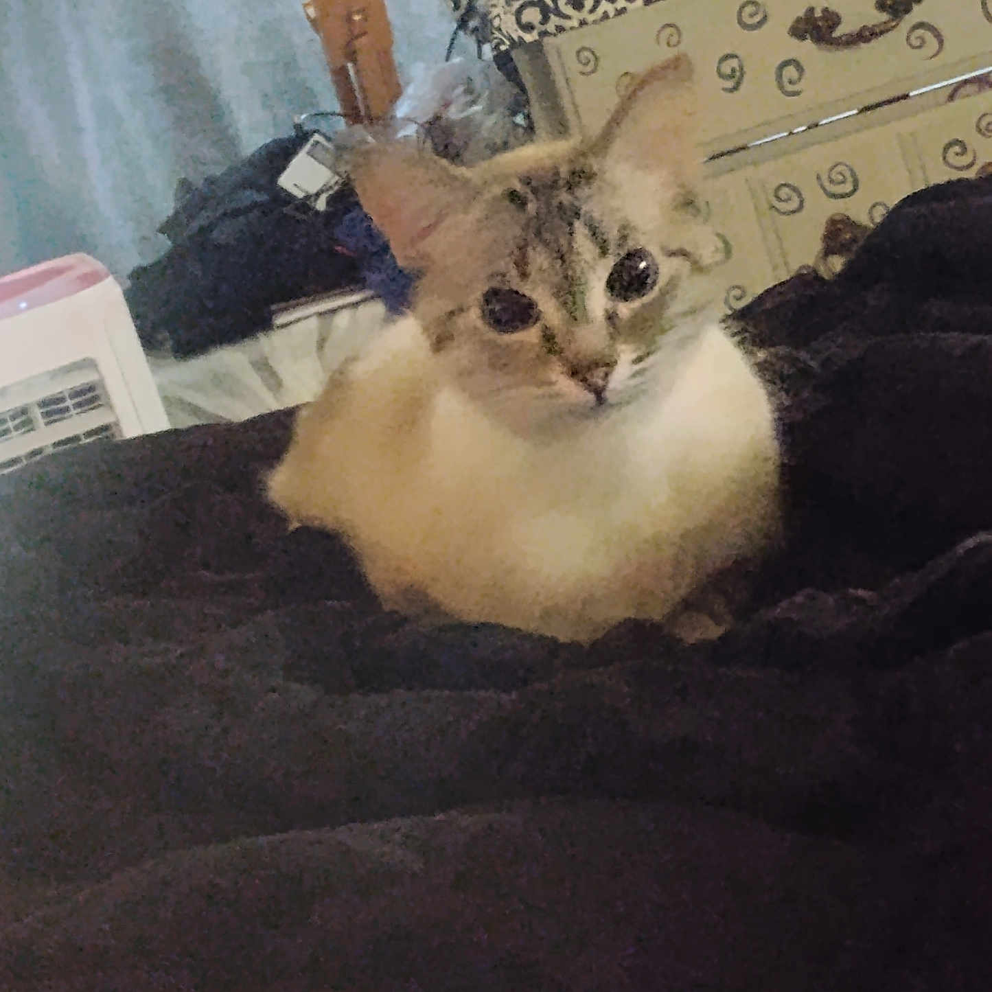 Iyo Pinknose is registered to the contest to win money with this photo: animal, blanket, cat, comfort, cozy, curious, cute, domestic, dresser, ears, eyes, feline, furniture, home, indoor, pattern, pet, resting, soft, whiskers