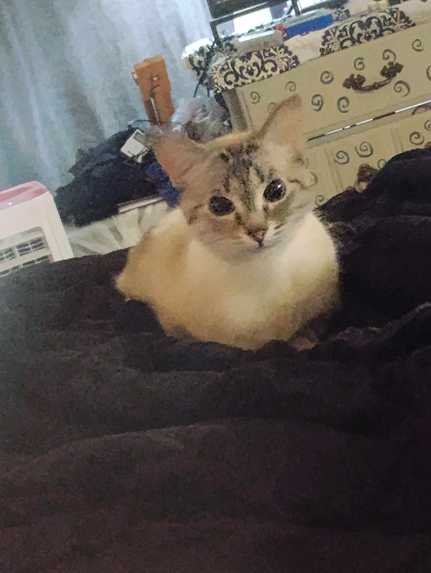 Iyo Pinknose is registered to the contest to win money with this photo: cat, animal, pet, indoor, blanket, furniture, dresser, pattern, curious, cozy, cute, feline, whiskers, ears, eyes, resting, home, domestic, soft, comfort