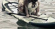 Nala participe au concours pour gagner de l'argent avec cette photo : adventure, animal, board_sport, companion, crouching, dog, fluffy_dog, lake, leash, nature, outdoors, paddleboard, paddling, person, portrait, reflection, ripples, standing, water, wet