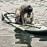 adventure, animal, board_sport, companion, crouching, dog, fluffy_dog, lake, leash, nature, outdoors, paddleboard, paddling, person, portrait, reflection, ripples, standing, water, wet