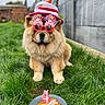 birthday, buildings, cake, candle, celebration, chow_chow, colorful, daylight, dog, fluffy, furry, garden, grass, outdoor, party_hat, pet, portrait, sitting, sunglasses, unicorn