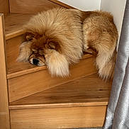 Nala a rejoint le concours — aidez-le/la à gagner de superbes lots ! brown, cozy, curtain, cute, dog, floor, fluffy, fur, home, indoors, long_hair, lying_down, muzzle, pet, portrait, resting, sleeping, staircase, tan, wooden_stairs
