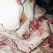 Rowdy is registered to the contest to win money with this photo: bedding, blanket, closeup, comfort, cozy, dog, duvet, fur, indoor, nose, patterned, pet, pink, portrait, rest, sleep, sleeping, snout, snuggling, textile