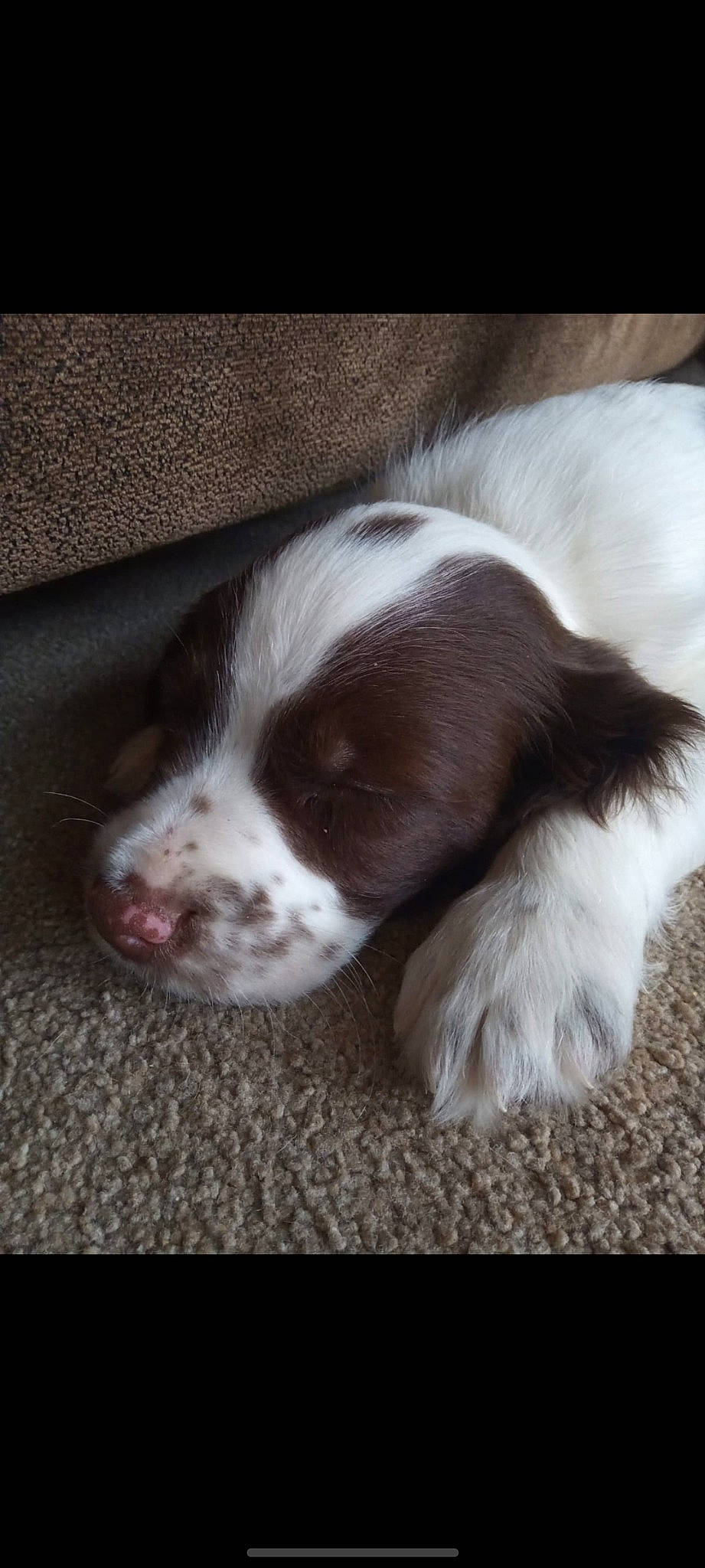 Ted joined the competition — help win amazing prizes! canidae, carnivore, companion_dog, dog, dog_breed, fur, gun_dog, liver, sporting_group, terrestrial_animal, whiskers