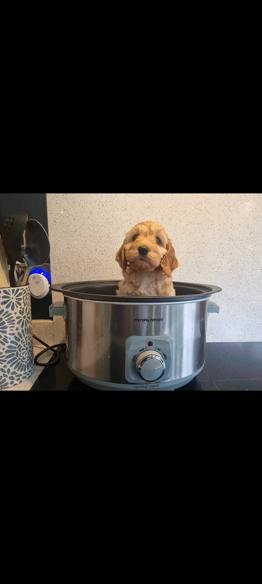 Molly joined the competition — help win amazing prizes! bowl, canidae, carnivore, companion_dog, crock, dish, dishware, dog, dog_breed, dog_food, dog_supply, ingredient, kitchen_appliance, pet_supply, recipe, serveware, sporting_group, tableware, toy_dog, wood