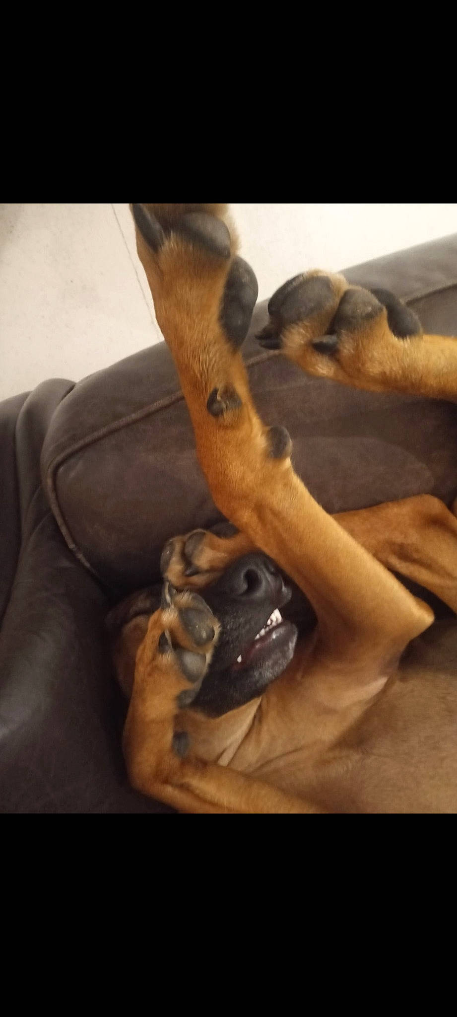 Bert is registered to the contest to win money with this photo: canidae, carnivore, cloud, comfort, companion_dog, dog, dog_breed, ear, fawn, gesture, guard_dog, metal, nail, non_sporting_group, paw, snout, sporting_group, toy_dog, working_animal, wrinkle