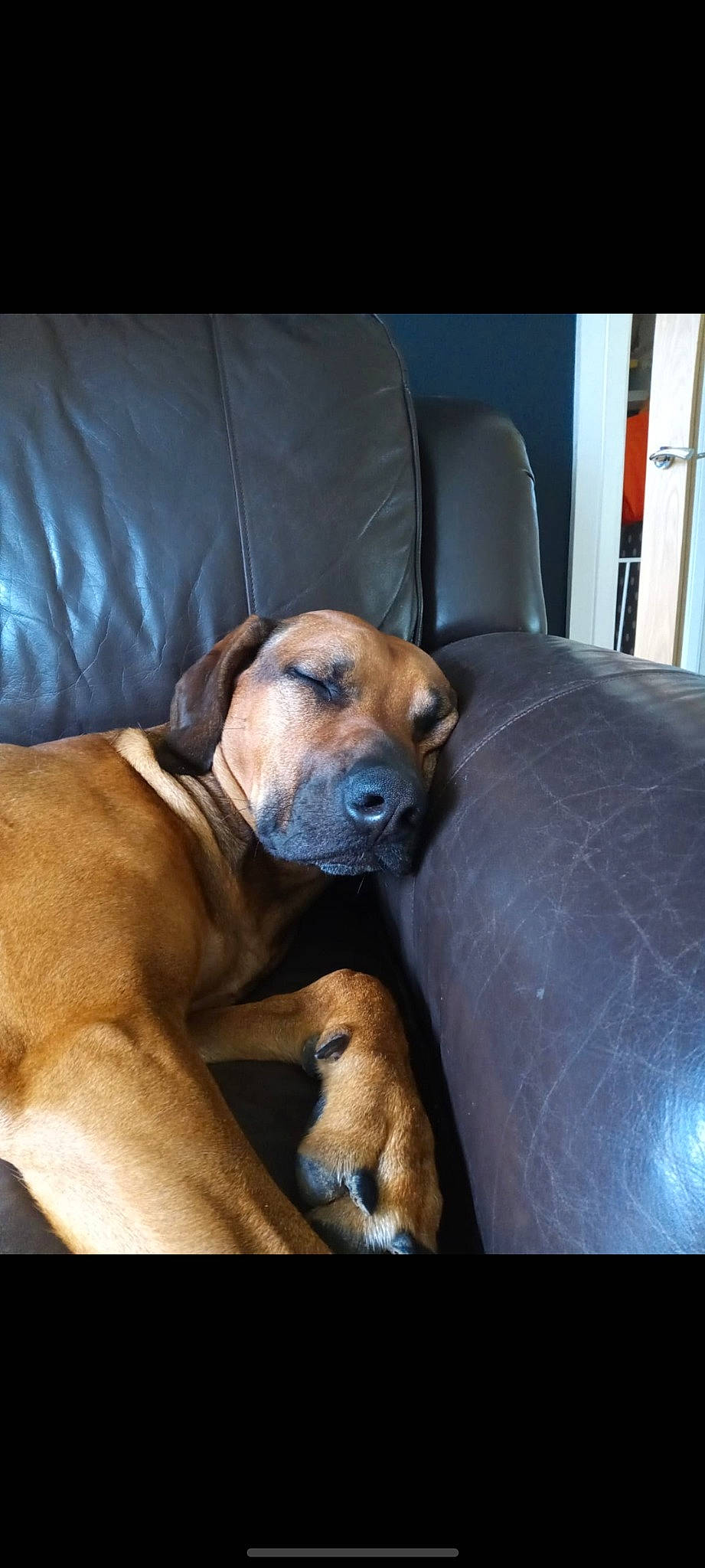 Bert joined the competition — help win amazing prizes! bored, canidae, carnivore, collar, comfort, companion_dog, dog, dog_breed, dog_collar, dog_supply, fawn, guard_dog, liver, non_sporting_group, snout, sporting_group, whiskers, window, working_animal, working_dog