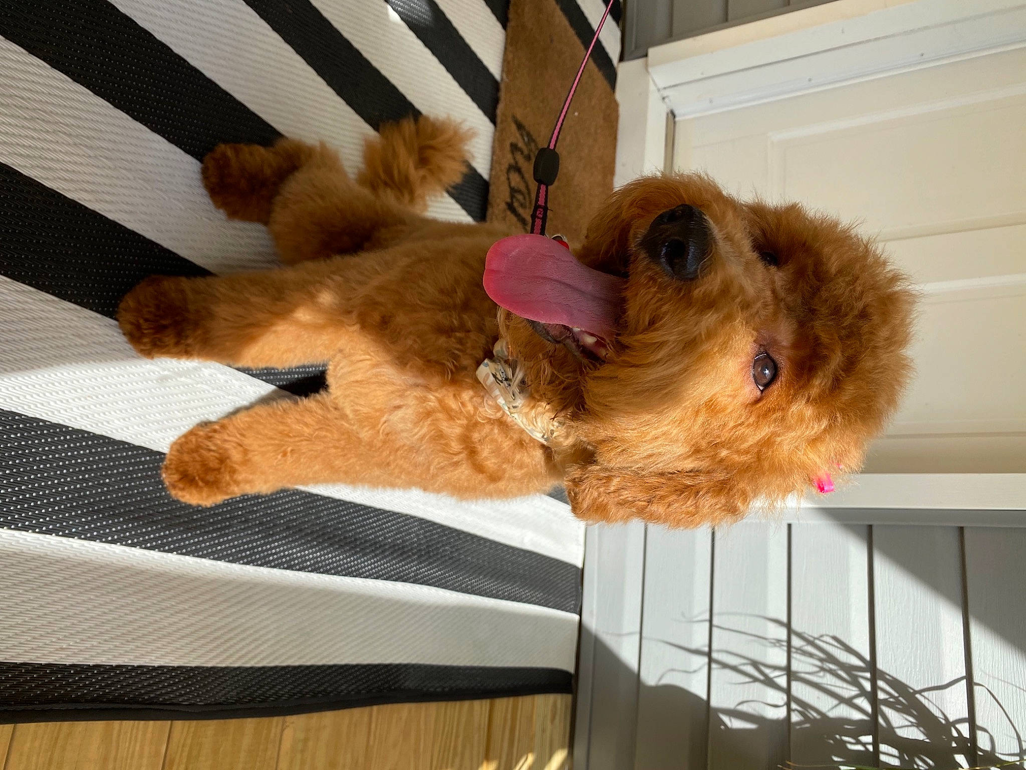 Whiskey is registered to the contest to win money with this photo: airedale_terrier, canidae, carnivore, chow_chow, companion_dog, dog, dog_breed, fawn, fur, goldendoodle, norwich_terrier, poodle, puppy, stuffed_toy, terrier, toy_dog, toy_poodle, welsh_terrier