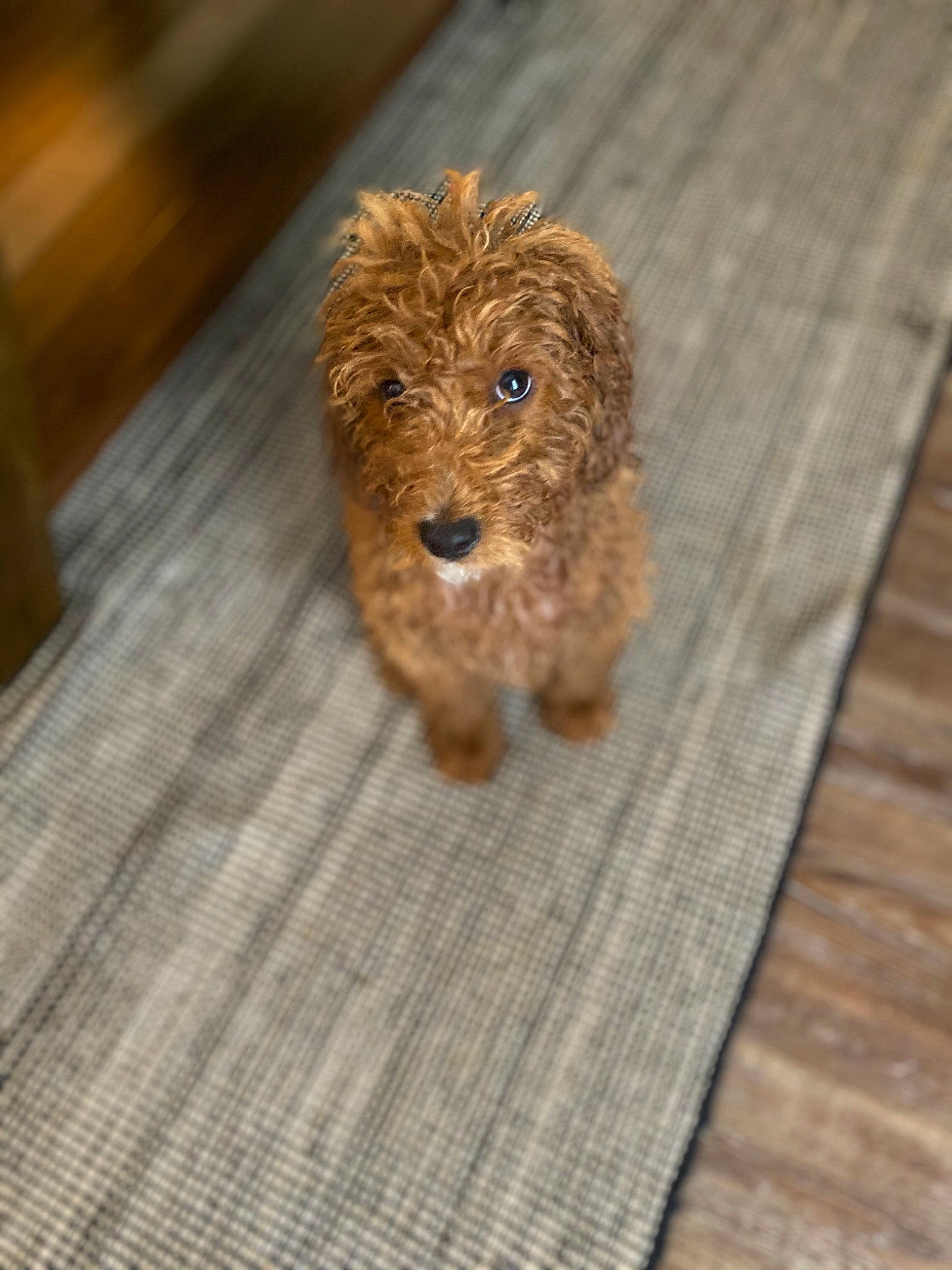 Whiskey is registered to the contest to win money with this photo: canidae, carnivore, cockapoo, companion_dog, dog, dog_breed, goldendoodle, labradoodle, maltepoo, mammal, miniature_poodle, poodle, poodle_crossbreed, puppy, rare_breed_dog, schnoodle, sporting_group, terrier, toy_dog, toy_poodle