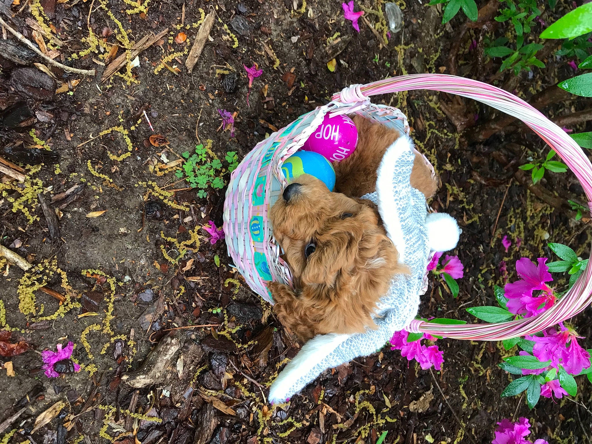 Whiskey is registered to the contest to win money with this photo: canidae, carnivore, cockapoo, dog, fawn, fur, pink, plant, sporting_group