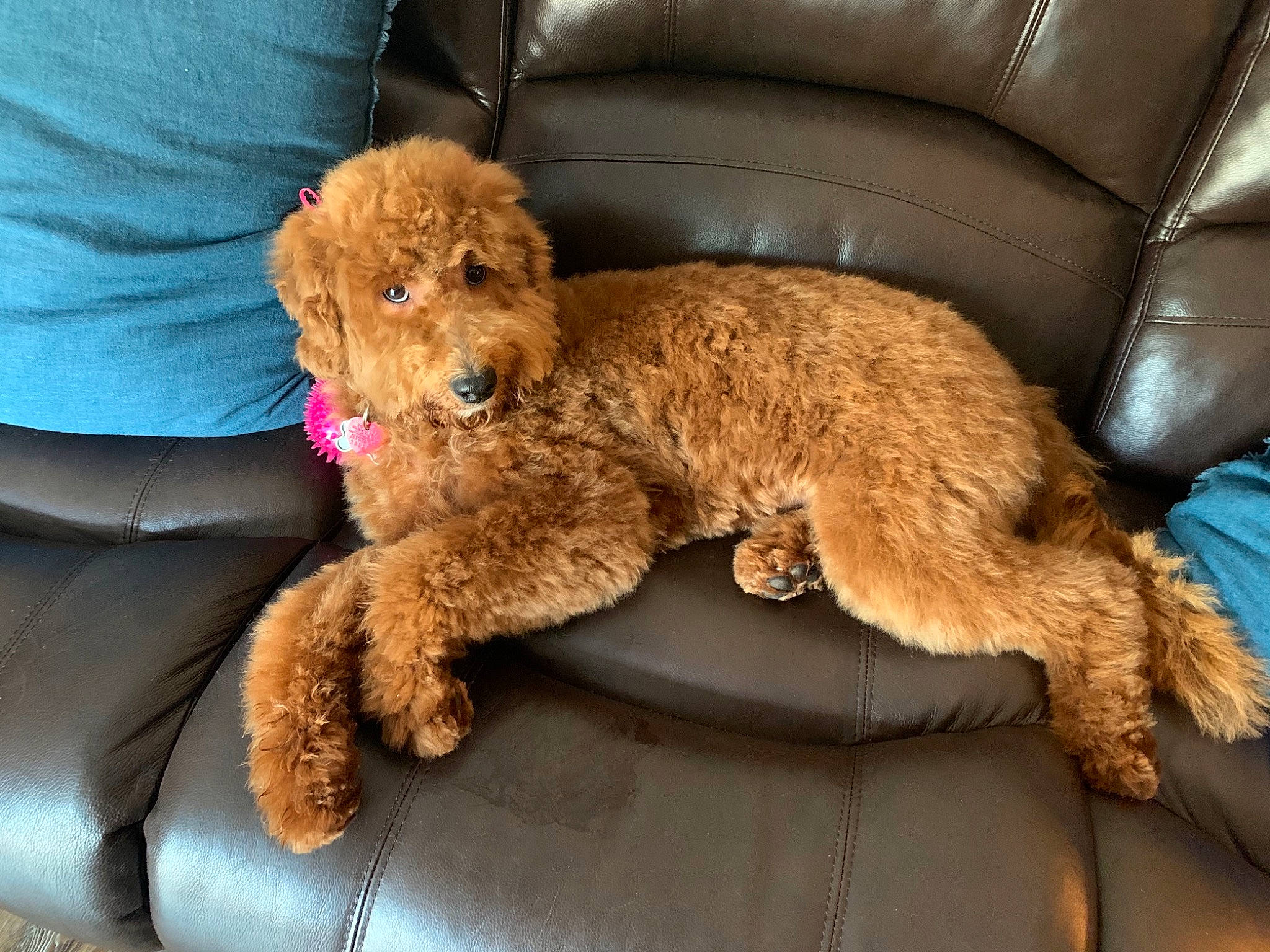 Whiskey is registered to the contest to win money with this photo: canidae, carnivore, cavapoo, cockapoo, companion_dog, dog, dog_breed, goldendoodle, labradoodle, mammal, miniature_poodle, non_sporting_group, poodle, poodle_crossbreed, puppy, spanish_water_dog, sporting_group, standard_poodle, toy_poodle, vertebrate