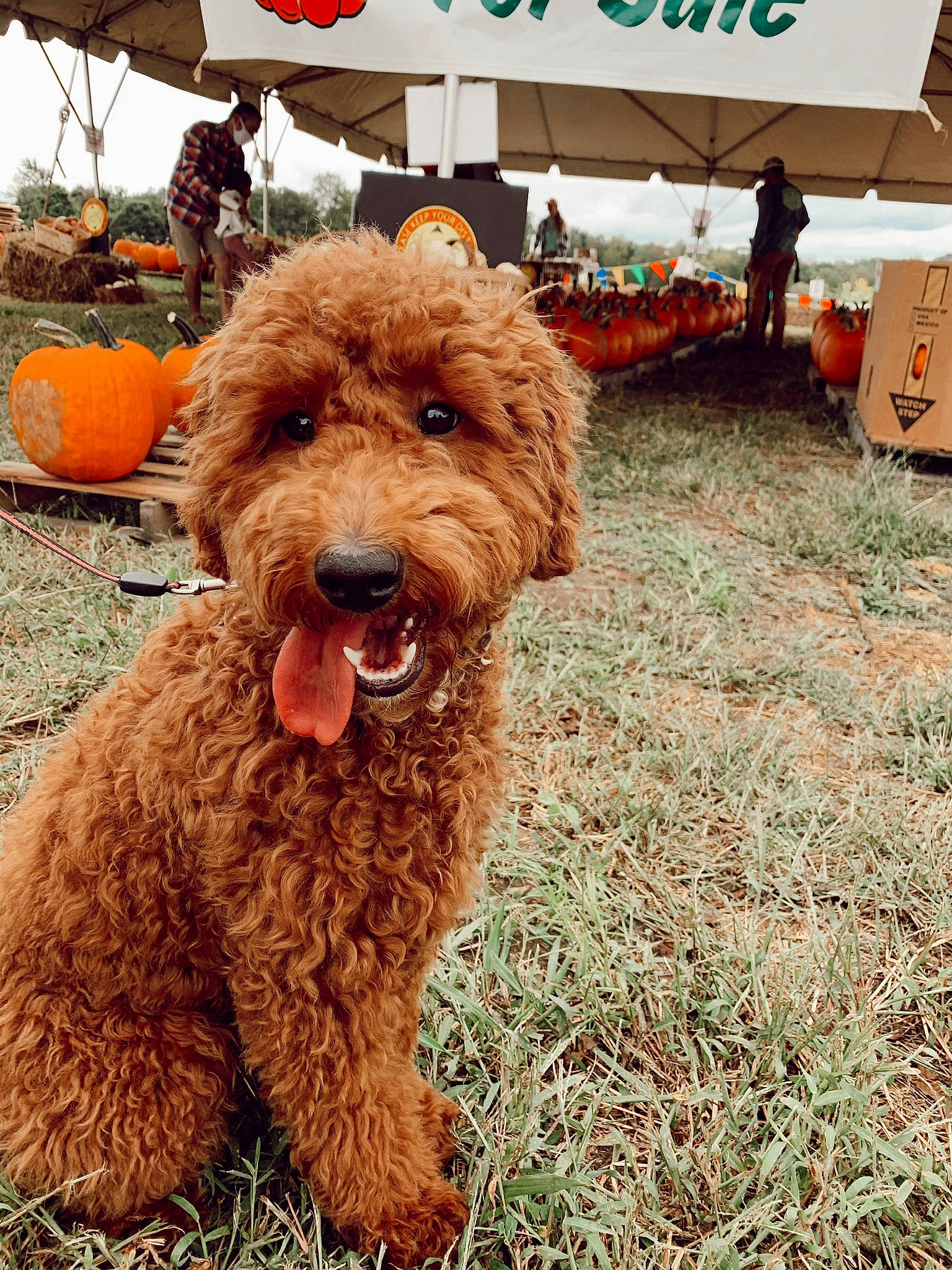 Whiskey joined the competition — help win amazing prizes! barbet, canidae, carnivore, cavapoo, cockapoo, companion_dog, dog, dog_breed, goldendoodle, labradoodle, maltepoo, mammal, miniature_poodle, poodle, poodle_crossbreed, puppy, rare_breed_dog, sporting_group, terrier, toy_poodle