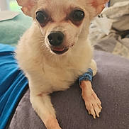 Minnie joined the competition — help win amazing prizes! dog, small_dog, chihuahua, pet, indoor, bandage, paw, fur, ears, tongue, close_up, cute, animal, resting, soft_surface, cozy, home, sitting, looking, curious
