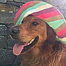 Pif Dit Mr Ounez participe au concours pour gagner de l'argent avec cette photo : dog, golden_retriever, hat, sunhat, tongue_out, pet, animal, happy, outdoor, stone_wall, close_up, canine, fur, portrait, summer, colorful, cute, friendly, mammal, nature