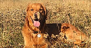 Pif Dit Mr Ounez a rejoint le concours — aidez-le/la à gagner de superbes lots ! animal, blue_sky, canine, collar, dog, golden_retriever, grass, happy, hill, landscape, meadow, nature, outdoor, pet, relaxing, snow, summer, sunlight, tongue_out, wildflowers