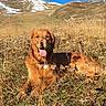 dog, golden_retriever, animal, pet, outdoor, meadow, grass, wildflowers, sunlight, tongue_out, happy, nature, hill, snow, blue_sky, landscape, relaxing, canine, summer, collar