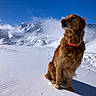 dog, golden_retriever, snow, mountains, blue_sky, winter, outdoor, nature, pet, canine, cold, sunlight, fur, collar, animal, landscape, scenic, serene, majestic, quiet