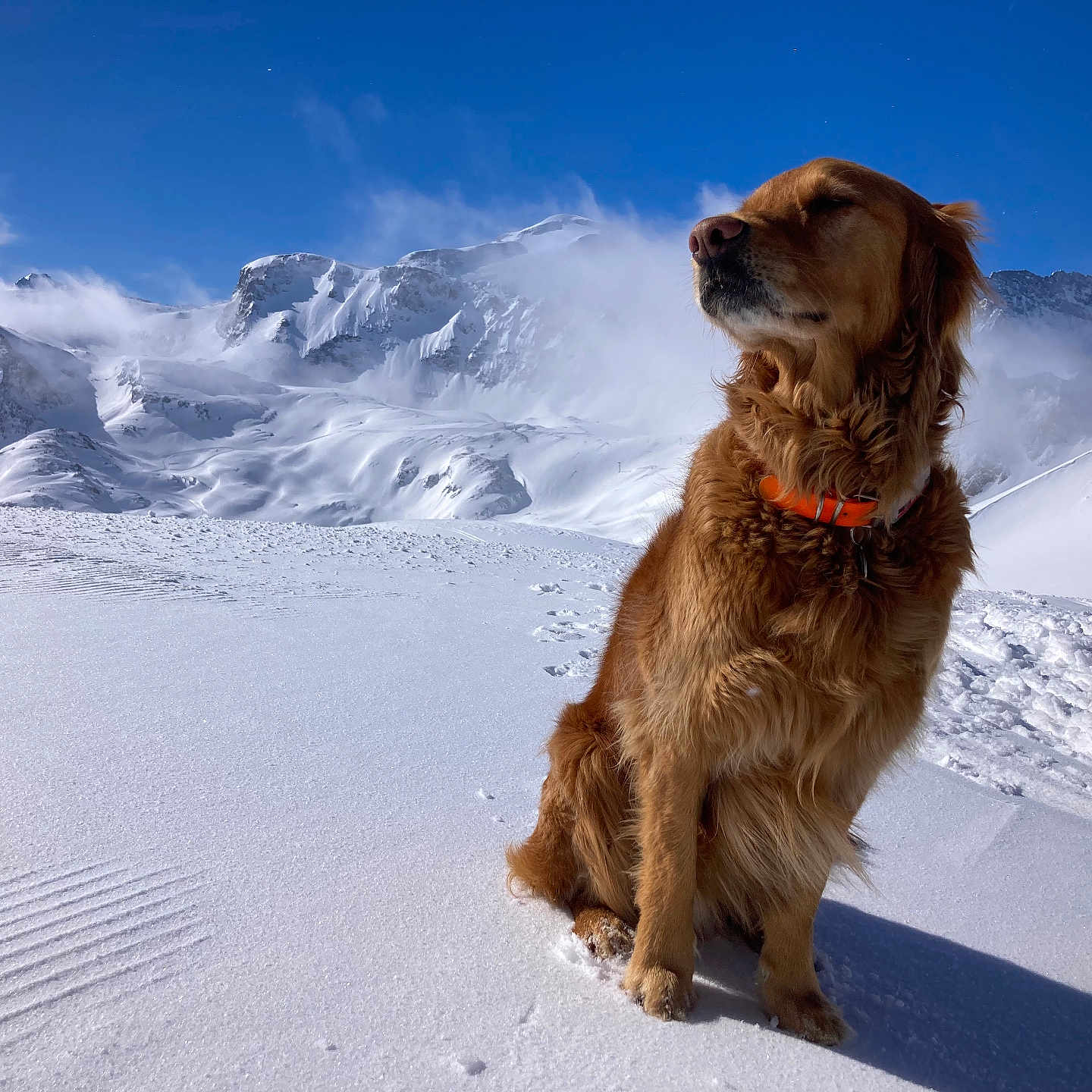 Pif Dit Mr Ounez a rejoint le concours — aidez-le/la à gagner de superbes lots ! dog, golden_retriever, snow, mountains, blue_sky, winter, outdoor, nature, pet, canine, cold, sunlight, fur, collar, animal, landscape, scenic, serene, majestic, quiet
