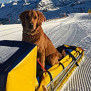Pif Dit Mr Ounez a rejoint le concours — aidez-le/la à gagner de superbes lots ! dog, golden_retriever, sled, snow, mountains, winter, outdoor, sky, blue_sky, snow_tracks, collar, animal, pet, sunlight, cold, scenic, recreation, nature, travel, adventure
