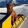 dog, golden_retriever, sled, snow, mountains, winter, outdoor, sky, blue_sky, snow_tracks, collar, animal, pet, sunlight, cold, scenic, recreation, nature, travel, adventure