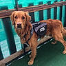 Pif Dit Mr Ounez participe au concours pour gagner de l'argent avec cette photo : golden_retriever, dog, pet, animal, outdoor, green_carpet, harness, bag, bicycle, wheel, fence, wooden_frame, metal_frame, curious, standing, canine, leisure, daylight, closeup, looking_at_camera