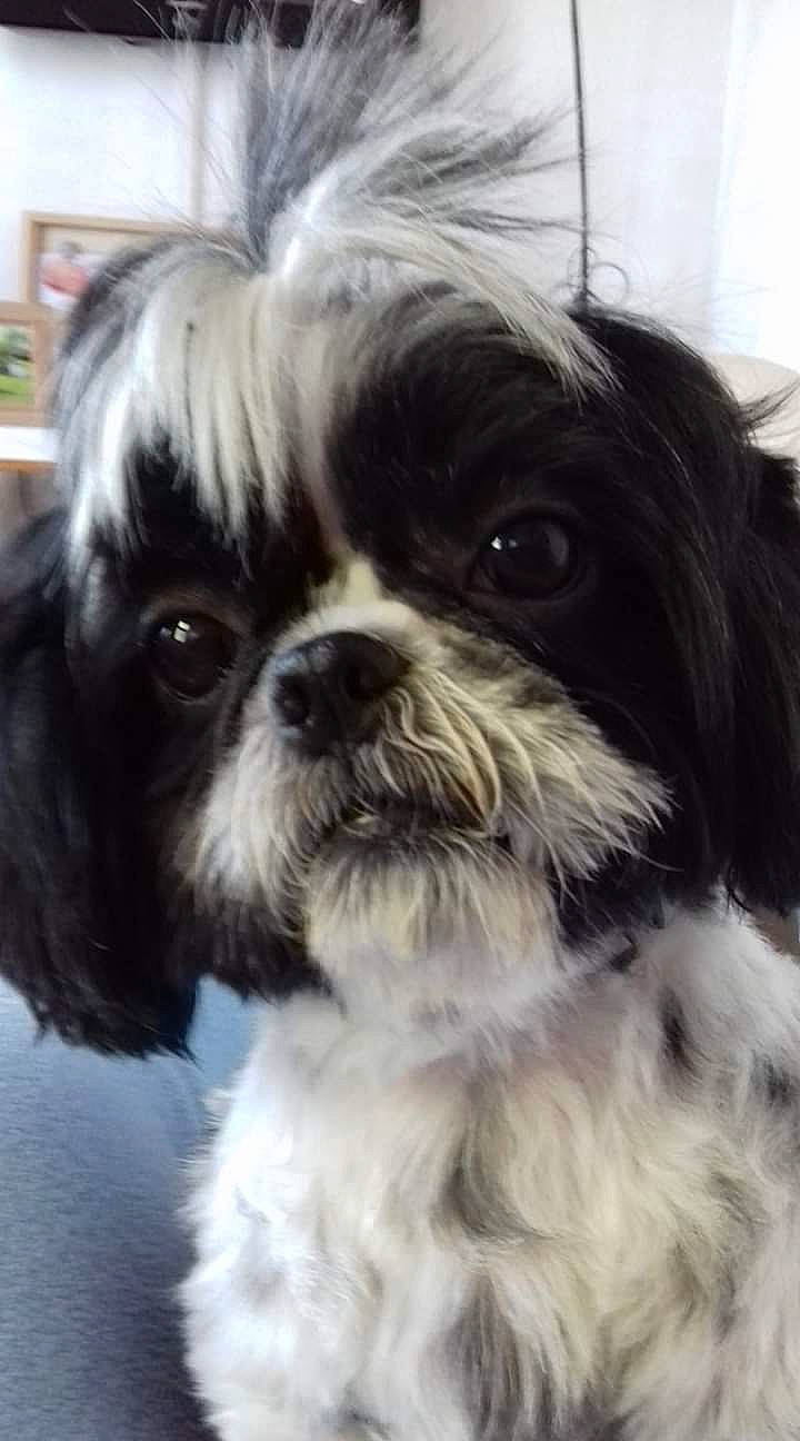 Giulia a rejoint le concours — aidez-le/la à gagner de superbes lots ! bolonka, canidae, carnivore, chinese_imperial_dog, companion_dog, dog, dog_breed, kyi_leo, lowchen, mal_shi, maltepoo, mammal, pekapoo, puppy, rare_breed_dog, shih_poo, shih_tzu, snout, toy_dog, vertebrate