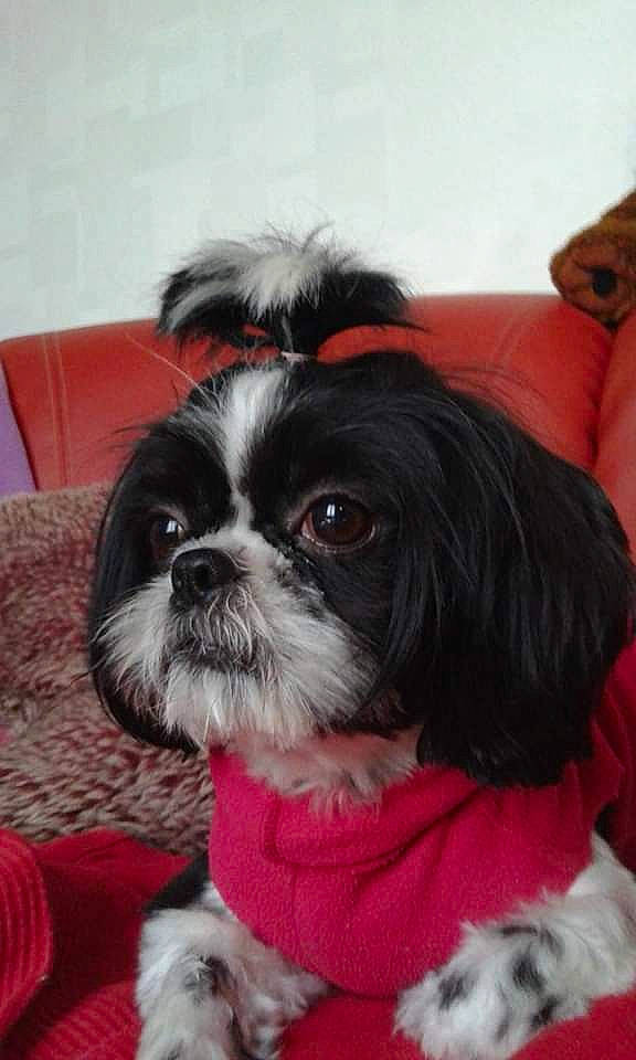 Giulia participe au concours pour gagner de l'argent avec cette photo : canidae, carnivore, chinese_imperial_dog, companion_dog, dog, dog_breed, kyi_leo, lhasa_apso, lowchen, maltepoo, mammal, non_sporting_group, puppy, puppy_love, rare_breed_dog, shih_tzu, snout, sporting_group, toy_dog, vertebrate