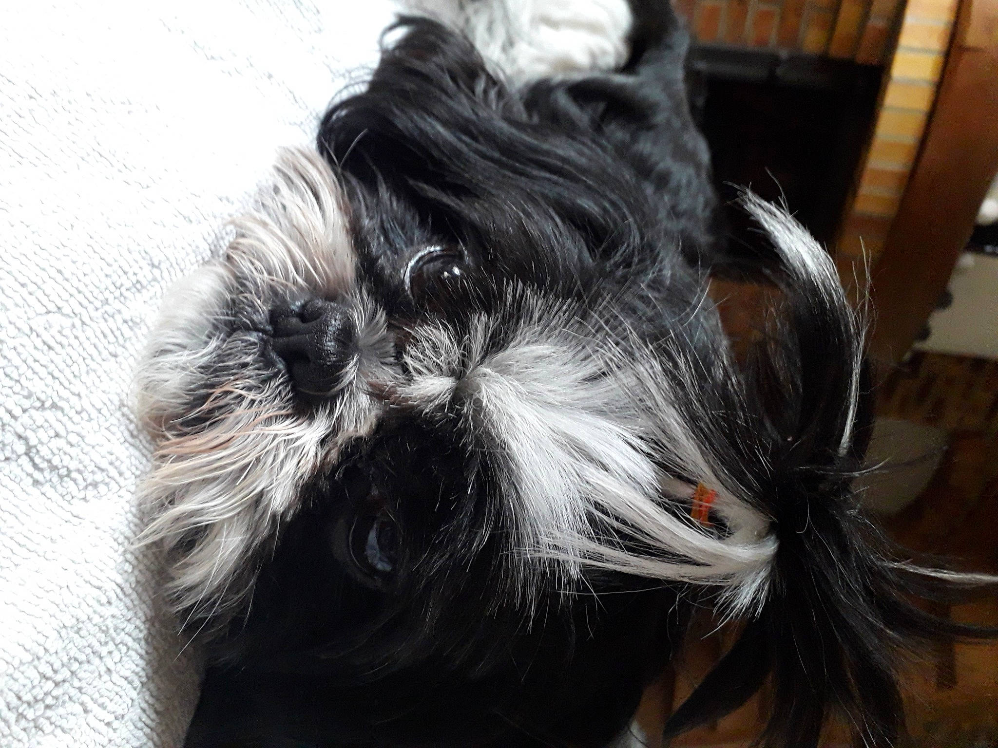 Giulia participe au concours pour gagner de l'argent avec cette photo : affenpinscher, canidae, carnivore, companion_dog, dog, dog_breed, ear, hair, hairstyle, liver, miniature_schnauzer, non_sporting_group, puppy, shih_tzu, snout, terrier, tibetan_terrier, toy_dog