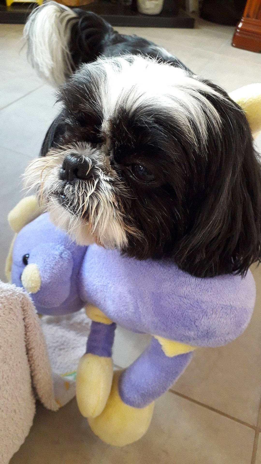 Giulia participe au concours pour gagner de l'argent avec cette photo : canidae, carnivore, chinese_imperial_dog, companion_dog, dog, dog_breed, dog_clothes, fur, kyi_leo, lhasa_apso, lowchen, mammal, non_sporting_group, puppy, rare_breed_dog, shih_poo, shih_tzu, snout, sporting_group, toy_dog